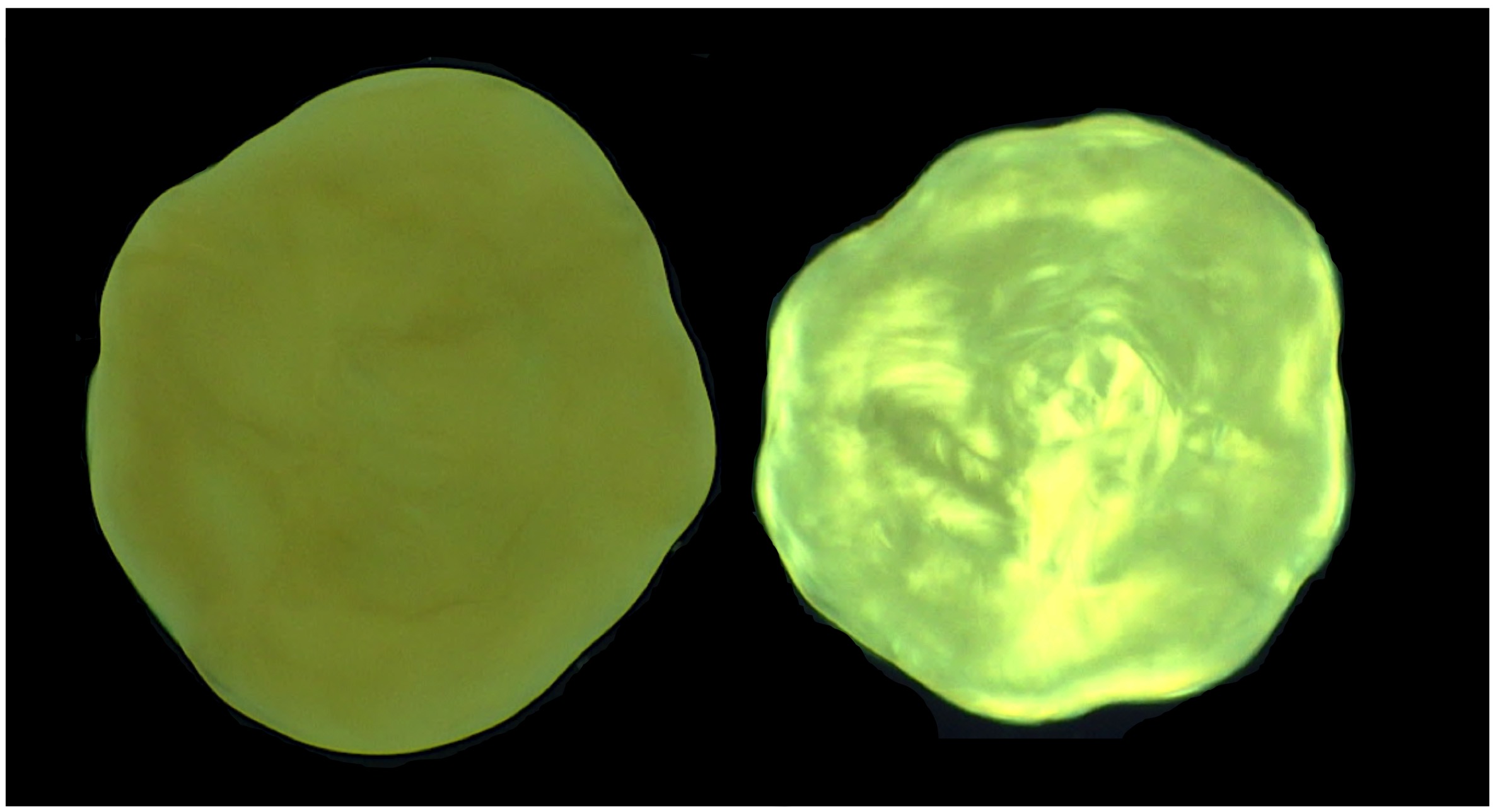 Microbial Biophysics