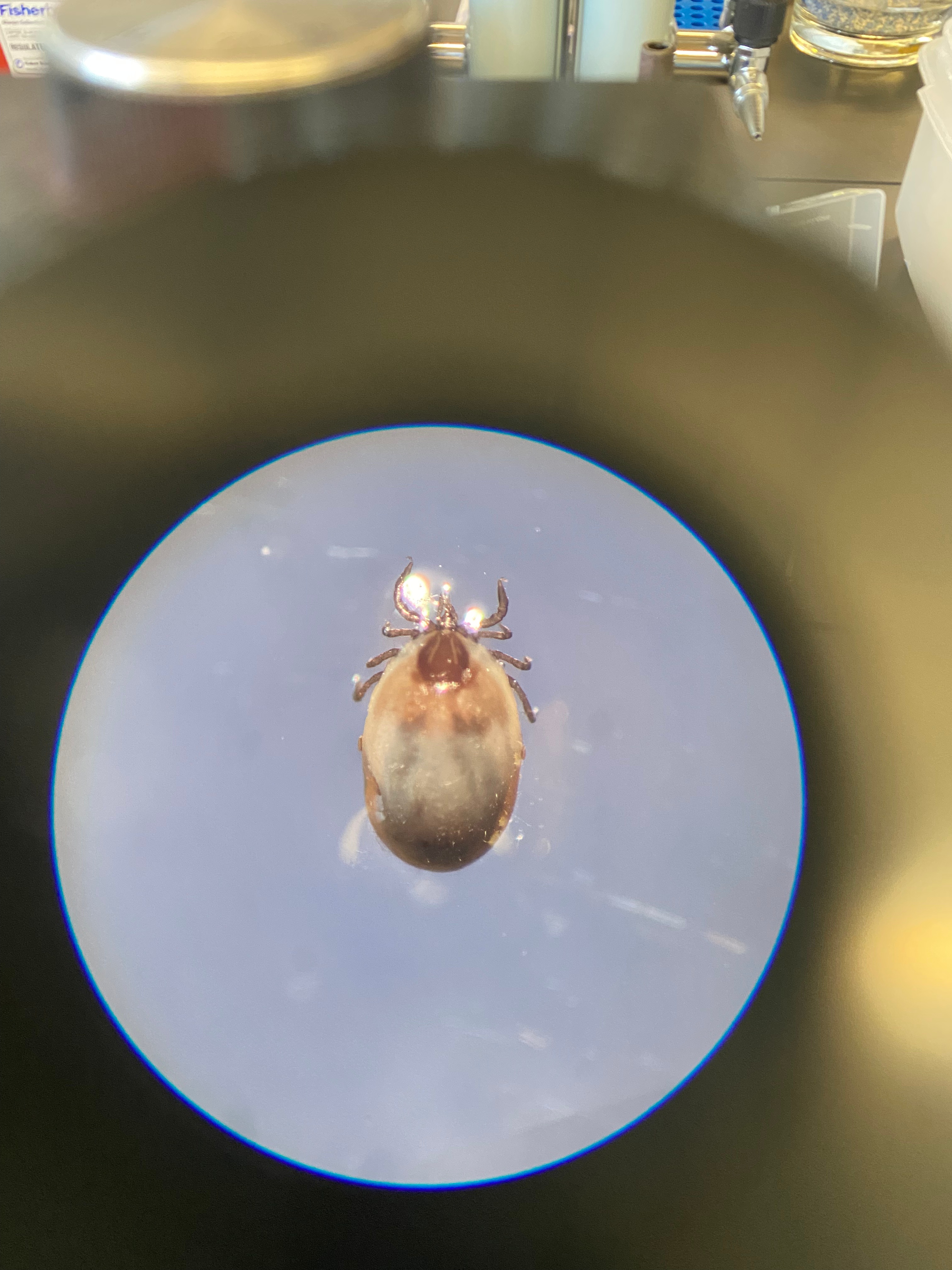 Tick experiment setup