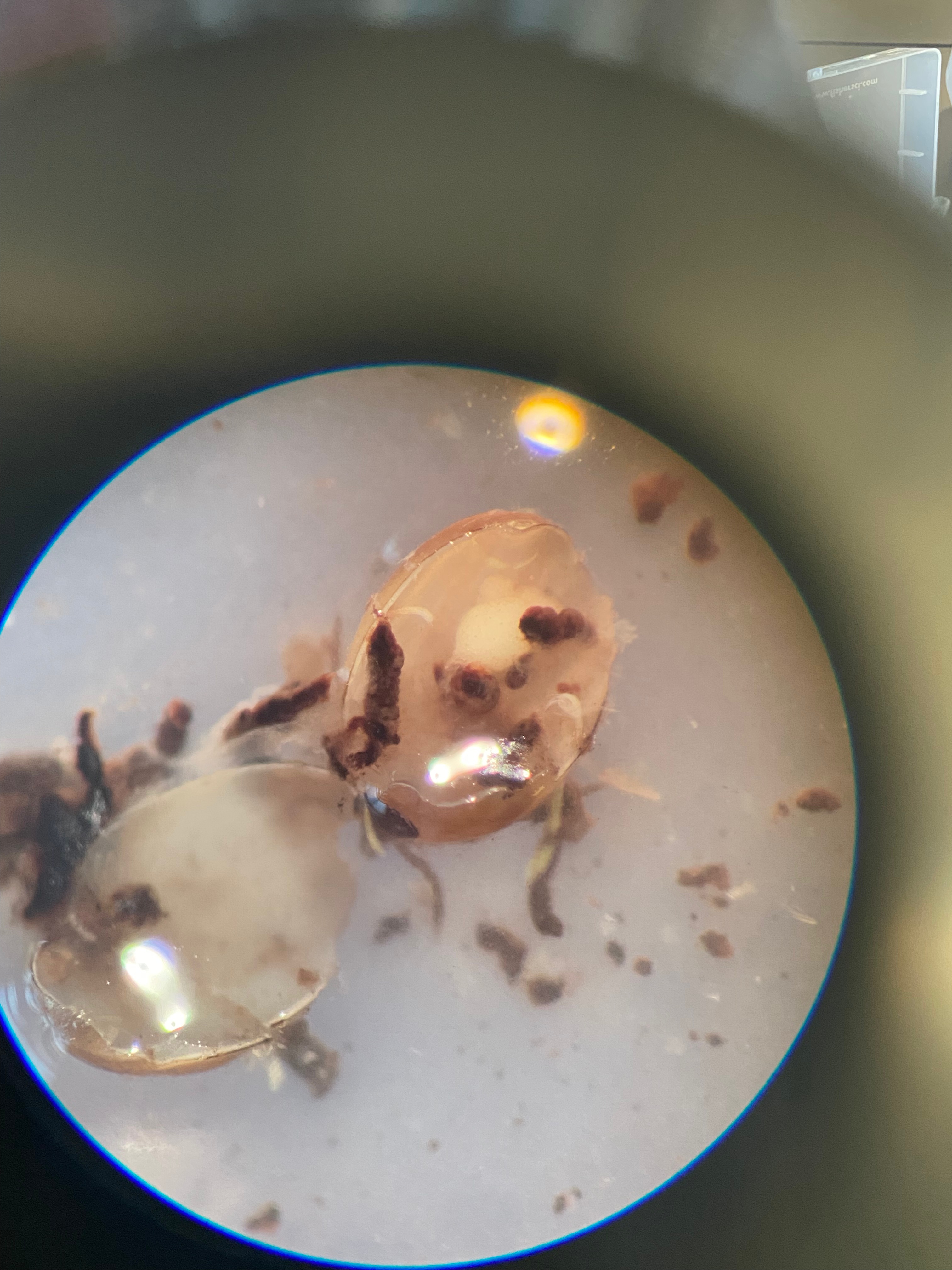 Tick handling and imaging