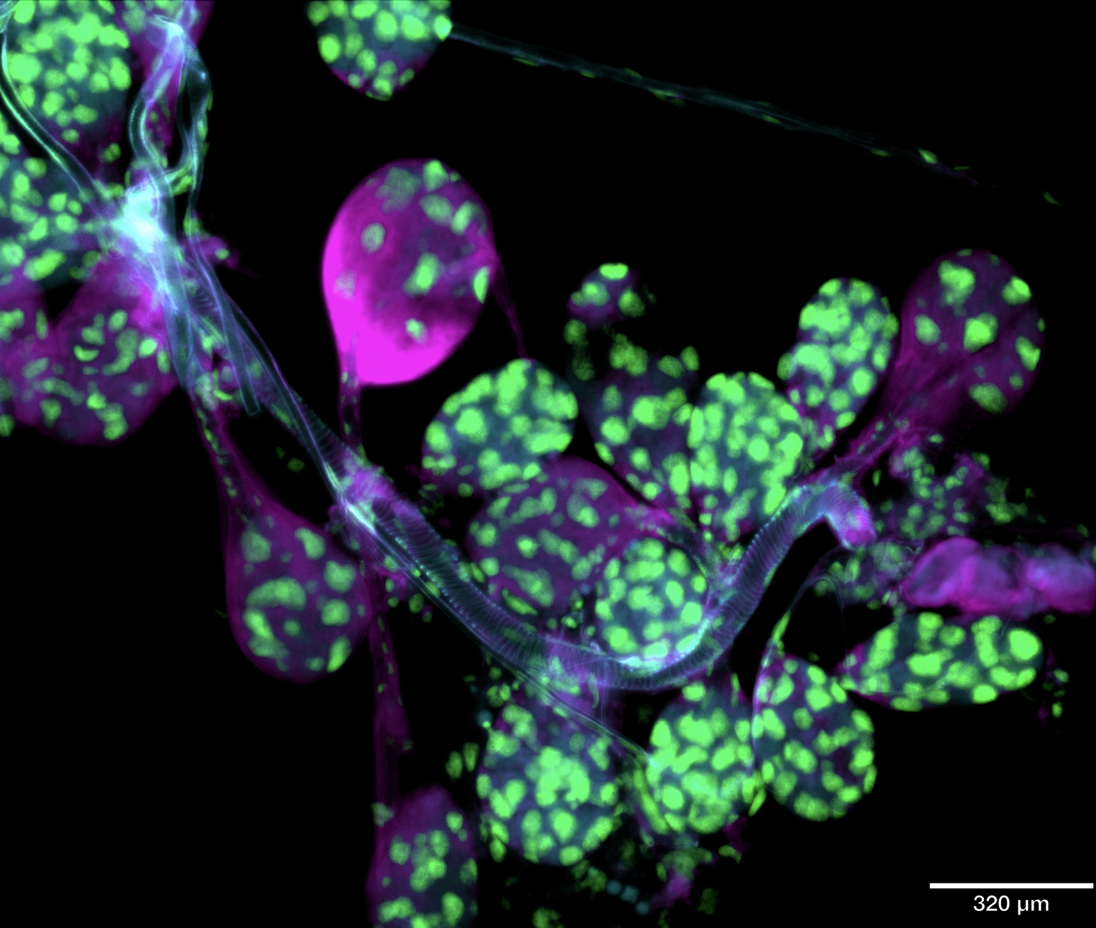 Tick salivary glands microscopy