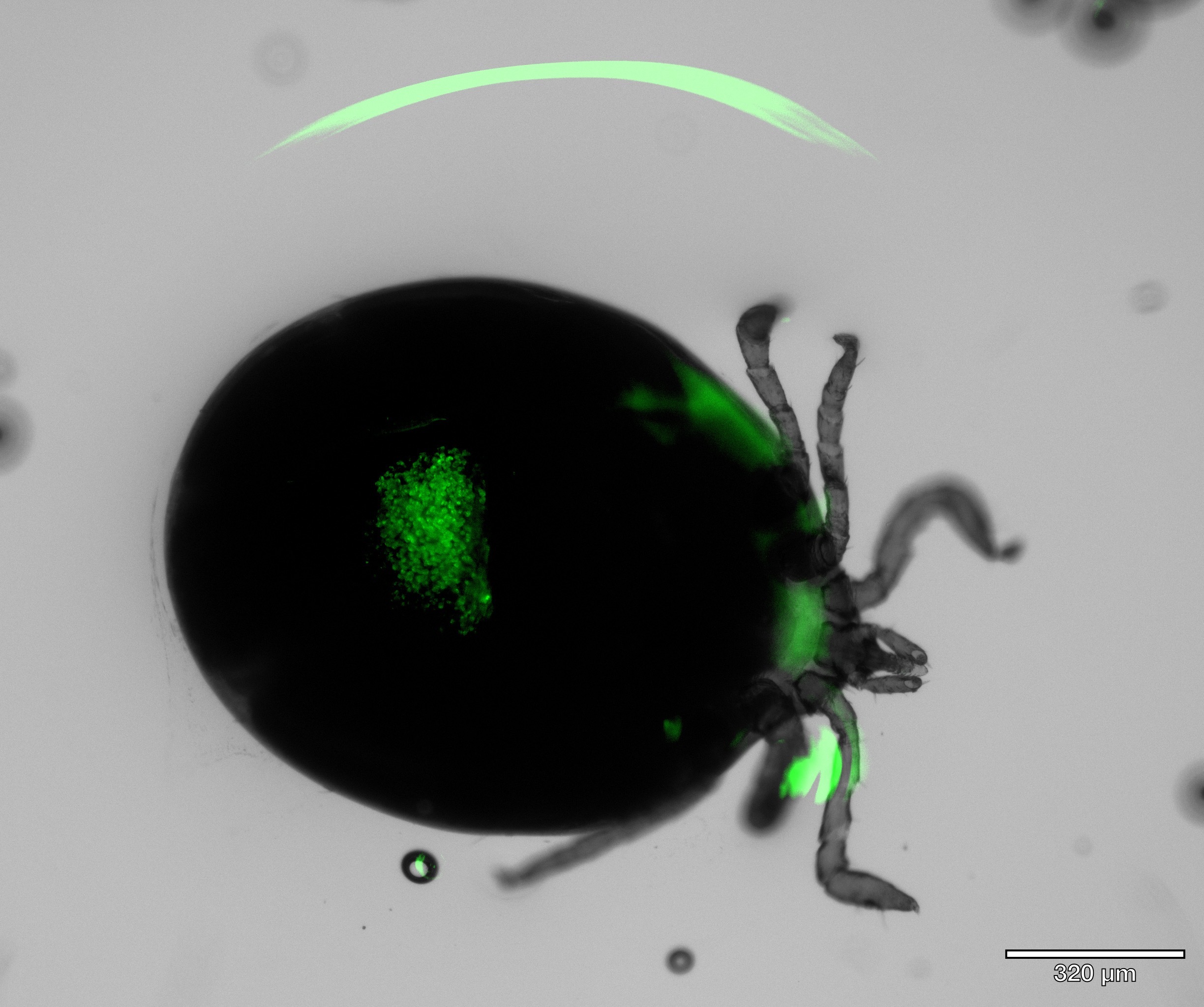 Engorged tick with Phollow labeling