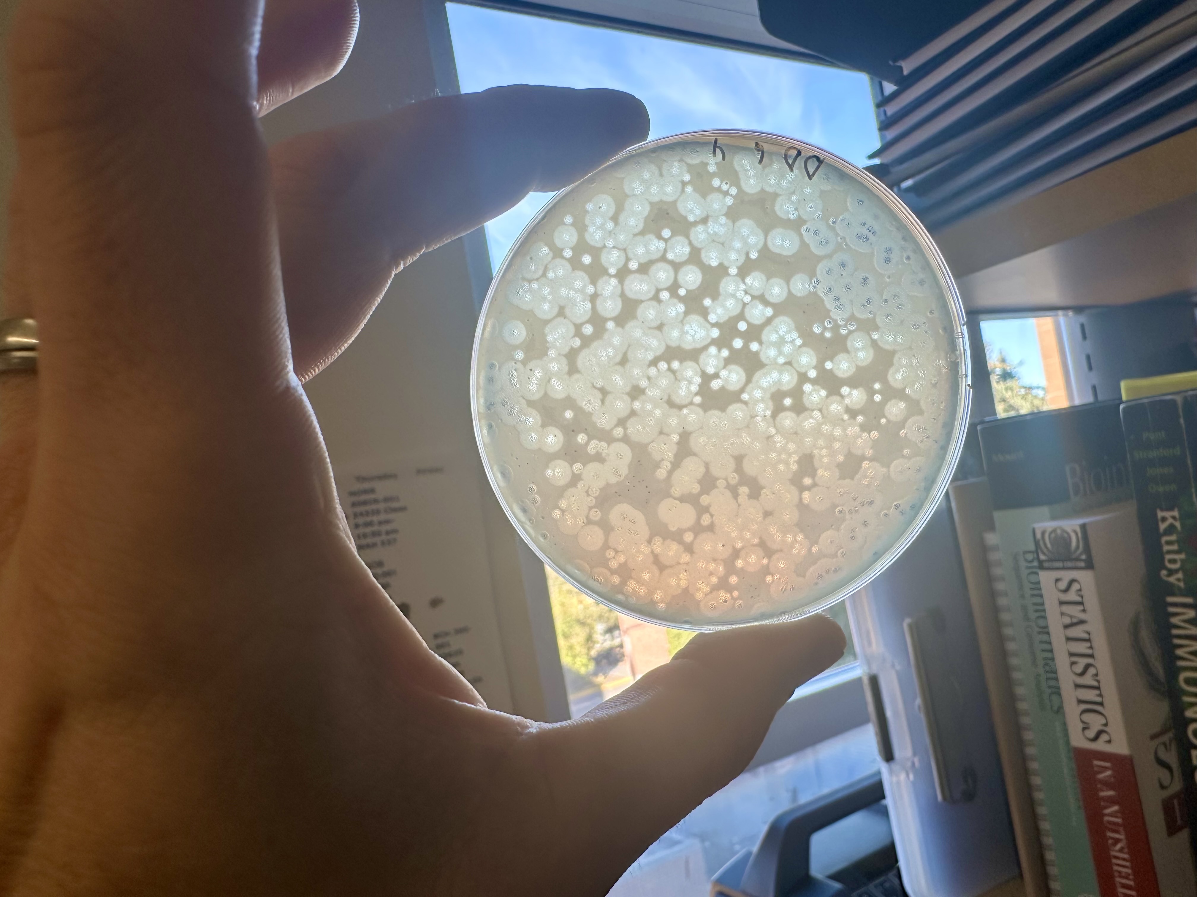 Lab bench with cultures and tools